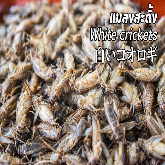 แมลงขายส่งและปลีก ราคาถูกตลาดไท - ขายส่งแมลงสะดิ้งแช่แข็ง