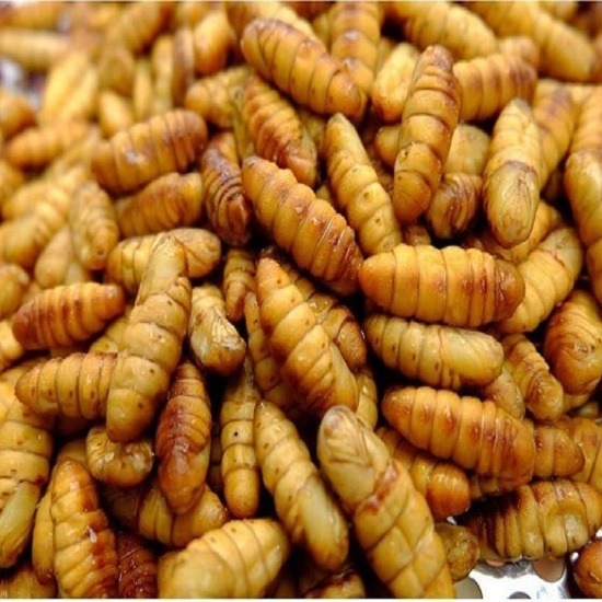 ร้านขายดักแด้ ตลาดไท ขายส่งดักแด้แช่แข็ง 